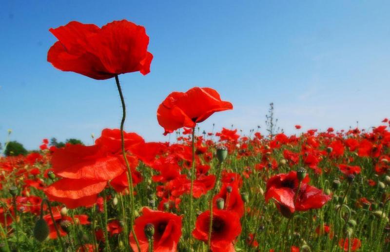 Poppy